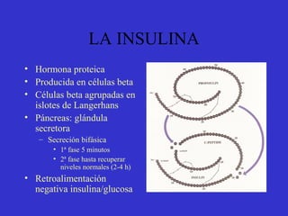 LA INSULINA
• Hormona proteica
• Producida en células beta
• Células beta agrupadas en
islotes de Langerhans
• Páncreas: glándula
secretora
– Secreción bifásica
• 1ª fase 5 minutos
• 2ª fase hasta recuperar
niveles normales (2-4 h)
• Retroalimentación
negativa insulina/glucosa
 