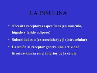 LA INSULINA
• Necesita receptores específicos (en músculo,
hígado y tejido adiposo)
• Subunidades α (extracelular) y β (intracelular)
• La unión al receptor genera una actividad
tirosina-kinasa en el interior de la célula
 