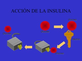 GlucosaGlucosa
GlucosaGlucosa
GlucosaGlucosa
InsulinaInsulina
GlucosaGlucosa
ACCIÓN DE LA INSULINA
 