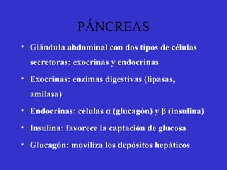 PÁNCREAS
• Glándula abdominal con dos tipos de células
secretoras: exocrinas y endocrinas
• Exocrinas: enzimas digestivas (lipasas,
amilasa)
• Endocrinas: células α (glucagón) y β (insulina)
• Insulina: favorece la captación de glucosa
• Glucagón: moviliza los depósitos hepáticos
 