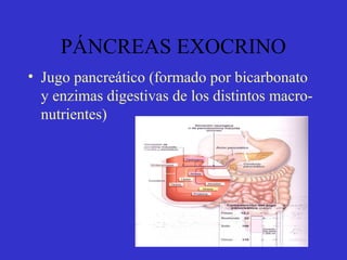 PÁNCREAS EXOCRINO
• Jugo pancreático (formado por bicarbonato
y enzimas digestivas de los distintos macro-
nutrientes)
 