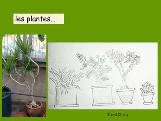 les plantes...
Tianlé Cheng
 