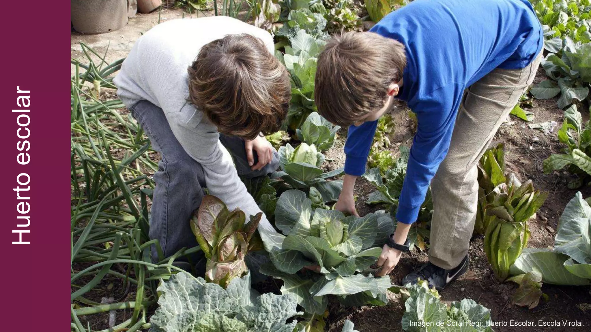 Huertoescolar
Imagen de Coral Regi: Huerto Escolar. Escola Virolai.
 