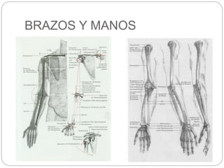 BRAZOS Y MANOS 
 