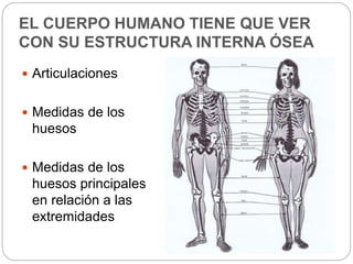 EL CUERPO HUMANO TIENE QUE VER 
CON SU ESTRUCTURA INTERNA ÓSEA 
 Articulaciones 
 Medidas de los 
huesos 
 Medidas de los 
huesos principales 
en relación a las 
extremidades 
 