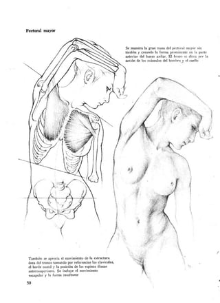 Dibujo anatomico