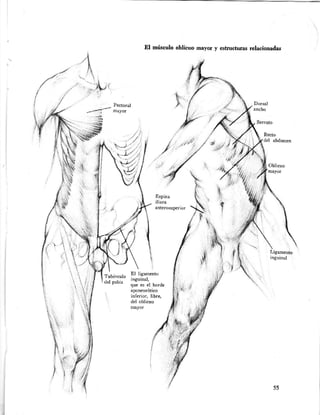 Dibujo anatómico de la figura humana hun