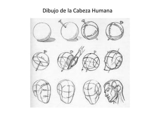 Dibujo de la Cabeza Humana 