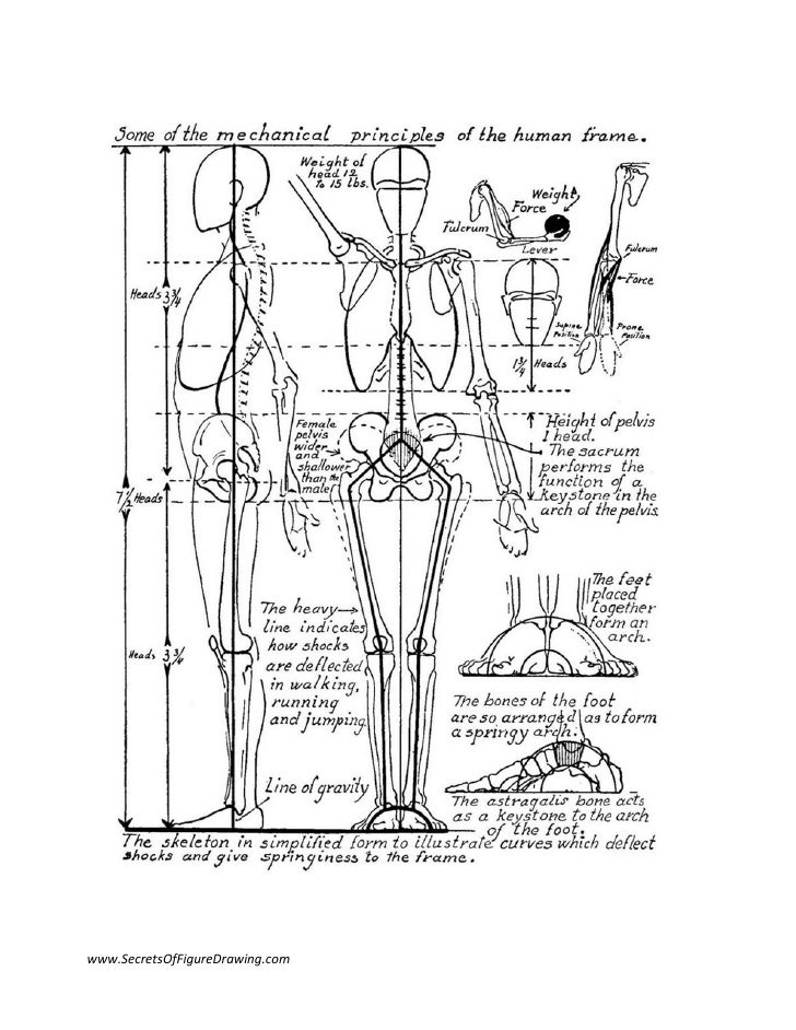Dibujo Figura Humana