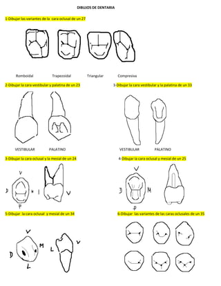 DIBUJOS DE DENTARIA
1-Dibujar las variantes de la cara oclusal de un 27
Romboidal Trapezoidal Triangular Compresiva
2-Dibujar la cara vestibular y palatina de un 23 3-Dibujar la cara vestibular y la palatina de un 33
VESTIBULAR PALATINO VESTIBULAR PALATINO
3-Dibujar la cara oclusal y la mesial de un 24 4-Dibujar la cara oclusal y mesial de un 25
5-Dibujar la cara oclusal y mesial de un 34 6-Dibujar las variantes de las caras oclusales de un 35
 