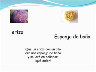 erizo Esponja de baño Que un erizo con un año era una esponja de baño y se lavó en bañador; ¡qué dolor! 