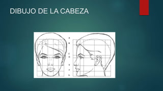 DIBUJO DE LA CABEZA
 
