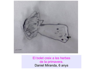 El bolet creix a les herbes de la primavera. Daniel Miranda, 6 anys 