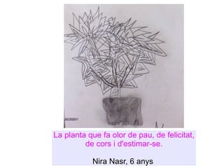 La planta que fa olor de pau, de felicitat, de cors i d'estimar-se. Nira Nasr, 6 anys  