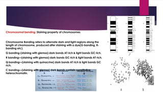 CYTOLOGICAL APPROACH & BEHAVIOURAL APPROACH | PPTX