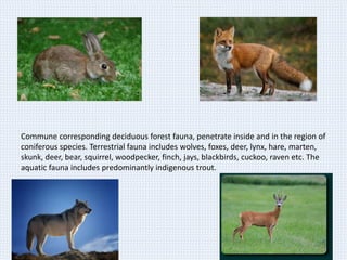 Commune corresponding deciduous forest fauna, penetrate inside and in the region of
coniferous species. Terrestrial fauna includes wolves, foxes, deer, lynx, hare, marten,
skunk, deer, bear, squirrel, woodpecker, finch, jays, blackbirds, cuckoo, raven etc. The
aquatic fauna includes predominantly indigenous trout.
 