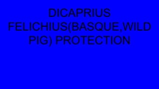 DICAPRIUS
FELICHIUS(BASQUE,WILD
PIG) PROTECTION
 
