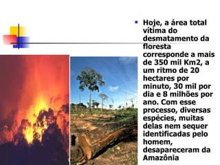 Hoje, a área total vítima do desmatamento da floresta corresponde a mais de 350 mil Km2, a um ritmo de 20 hectares por minuto, 30 mil por dia e 8 milhões por ano. Com esse processo, diversas espécies, muitas delas nem sequer identificadas pelo homem, desapareceram da Amazônia  