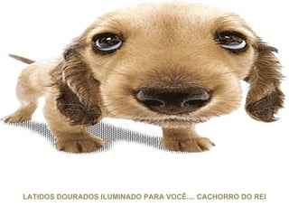 LATIDOS DOURADOS ILUMINADO PARA VOCÊ.... CACHORRO DO REI 