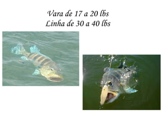 Vara de 17 a 20 lbs
Linha de 30 a 40 lbs
