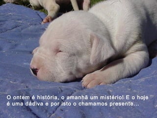 O ontem é história, o amanhã um mistério! E o hoje é uma dádiva e por isto o chamamos presente... 