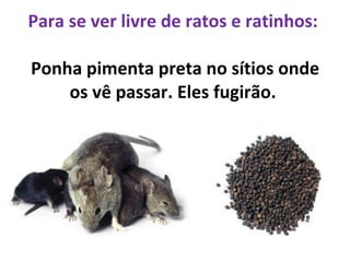 Para se ver livre de ratos e ratinhos:  Ponha pimenta preta no sítios onde os vê passar. Eles fugirão.  
