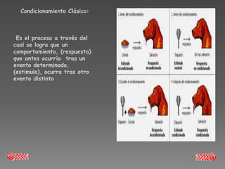 Condicionamiento Clásico:



 Es el proceso a través del
cual se logra que un
comportamiento, (respuesta)
que antes ocurría tras un
evento determinado,
(estimulo), ocurra tras otro
evento distinto
 
