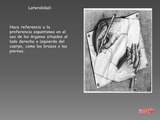 Lateralidad:



Hace referencia a la
preferencia espontanea en el
uso de los órganos situados al
lado derecho o izquierdo del
cuerpo, como los brazos o las
piernas.
 