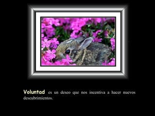 Voluntad   es un deseo que nos incentiva a hacer nuevos descubrimientos . 