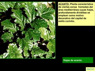 INICIO ACANTO:  Planta característica de ciertas zonas  húmedas del  área mediterránea cuyas hojas,  profundamente divididas se  emplean como motivo  decorativo del capitel de  estilo corintio. Hojas de acanto. 