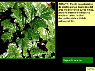 INICIO
ACANTO: Planta característica
de ciertas zonas húmedas del
área mediterránea cuyas hojas,
profundamente divididas se
emplean como motivo
decorativo del capitel de
estilo corintio.
Hojas de acanto.
 