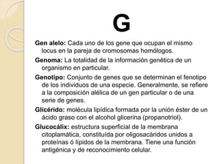 G
Gen alelo: Cada uno de los gene que ocupan el mismo
locus en la pareja de cromosomas homólogos.
Genoma: La totalidad de la información genética de un
organismo en particular.
Genotipo: Conjunto de genes que se determinan el fenotipo
de los individuos de una especie. Generalmente, se refiere
a la composición alélica de un gen particular o de una
serie de genes.
Glicérido: molécula lipídica formada por la unión éster de un
ácido graso con el alcohol glicerina (propanotriol).
Glucocálix: estructura superficial de la membrana
citoplamática, constituída por oligosacáridos unidos a
proteínas ó lípidos de la membrana. Tiene una función
antigénica y de reconocimiento celular.
 