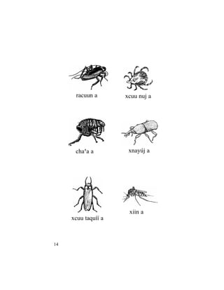 14
racuun a xcuu nuj a
chaßa a xnayúj a
xcuu taquíí a
xiin a
 