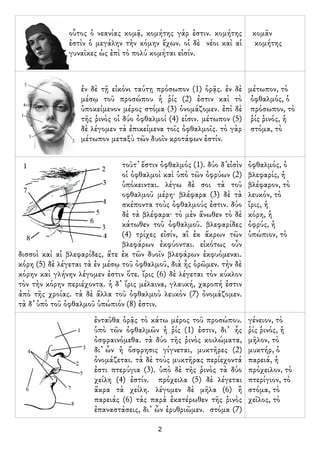 οὗτος ὁ νεανίας κομᾷ, κομήτης γάρ ἐστιν. κομήτης          κομᾶν
               ἐστὶν ὁ μεγάλην τὴν κόμην ἔχων. οἱ δὲ νέοι ...