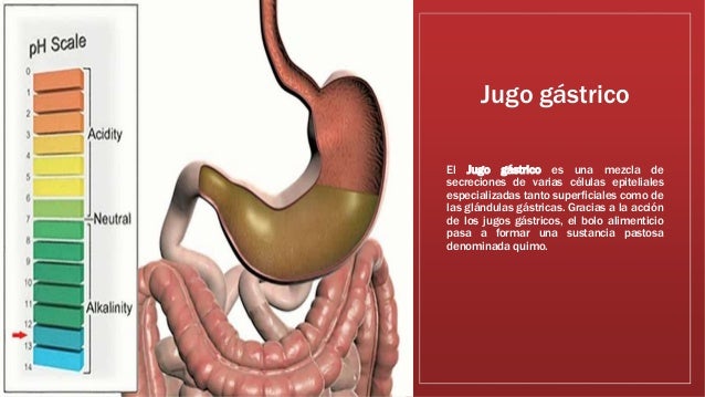 Glosario Medico (Aparato Digestivo)