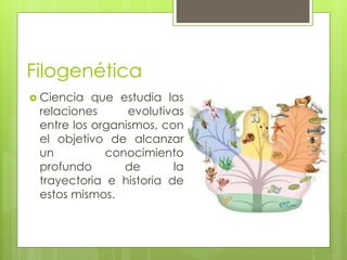 Filogenética 
 Ciencia que estudia las 
relaciones evolutivas 
entre los organismos, con 
el objetivo de alcanzar 
un conocimiento 
profundo de la 
trayectoria e historia de 
estos mismos. 
 