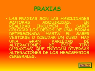 PRAXIAS
• LAS PRAXIAS SON LAS HABILIDADES
  MOTORAS       ADQUIRIDAS.     EN
  REALIDAD    INCLUYEN   EL  SABER
  COLOCAR LOS DEDOS DE UNA FORMA
  DETERMINADA HASTA EL SABER
  VESTIRSE O DIBUJAR UN CUBO. HAY
  UNA     GRAN      VARIEDAD    DE
  ALTERACIONES     DE   ESTE  TIPO
  (APRAXIAS) QUE INDICAN DIVERSAS
  ALTERACIONES DE LOS HEMISFERIOS
  CEREBRALES.
 
