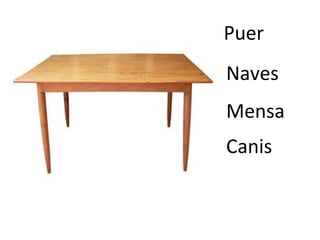 Puer
Naves
Mensa
Canis
 