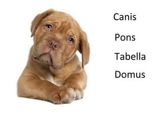Canis
Pons
Tabella
Domus
 