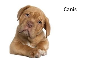 Canis
 
