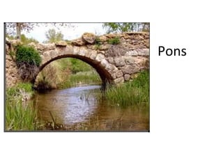 Pons
 