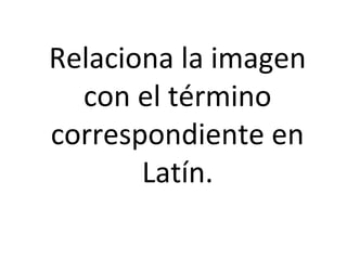 Relaciona la imagen
con el término
correspondiente en
Latín.
 