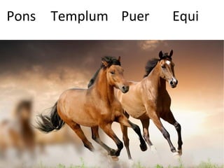 Pons Templum Puer Equi
 