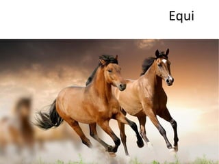 Equi
 