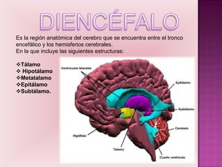 Es la región anatómica del cerebro que se encuentra entre el tronco
encefálico y los hemisferios cerebrales.
En la que incluye las siguientes estructuras:

Tálamo
 Hipotálamo
Metatalamo
Epitálamo
Subtálamo.
 