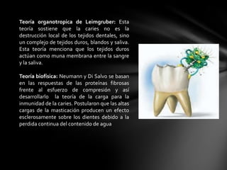 Teoría organotropica de Leimgruber: Esta
teoría sostiene que la caries no es la
destrucción local de los tejidos dentales, sino
un complejo de tejidos duros, blandos y saliva.
Esta teoría menciona que los tejidos duros
actúan como muna membrana entre la sangre
y la saliva.

Teoría biofísica: Neumann y Di Salvo se basan
en las respuestas de las proteínas fibrosas
frente al esfuerzo de compresión y así
desarrollarlo la teoría de la carga para la
inmunidad de la caries. Postularon que las altas
cargas de la masticación producen un efecto
esclerosamente sobre los dientes debido a la
perdida continua del contenido de agua
 