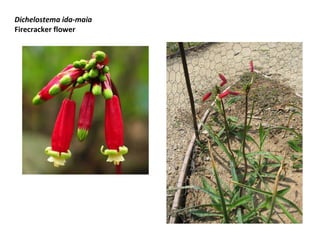 Dichelostema ida-maia
Firecracker flower

 