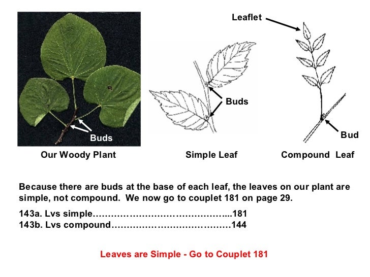 Dichotomous Key 1