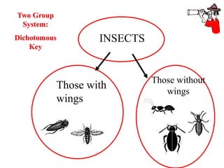 INSECTS
Those with
wings
Those without
wings
Two Group
System:
Dichotomous
Key
 