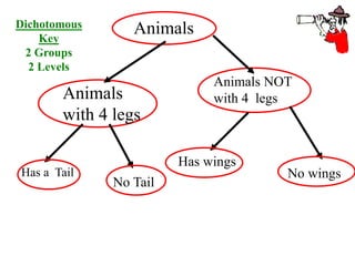 Animals
Animals
with 4 legs
Animals NOT
with 4 legs
Has a Tail
No Tail
Has wings
No wings
Dichotomous
Key
2 Groups
2 Levels
 